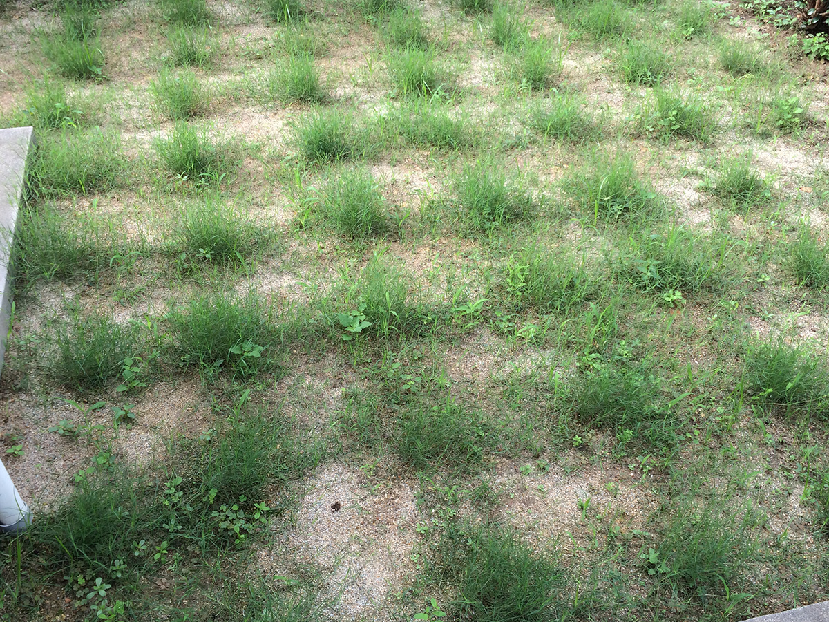芝生日記 8 ティフトン芝の植栽から5週間目の目土 目砂 入れ Andromeda