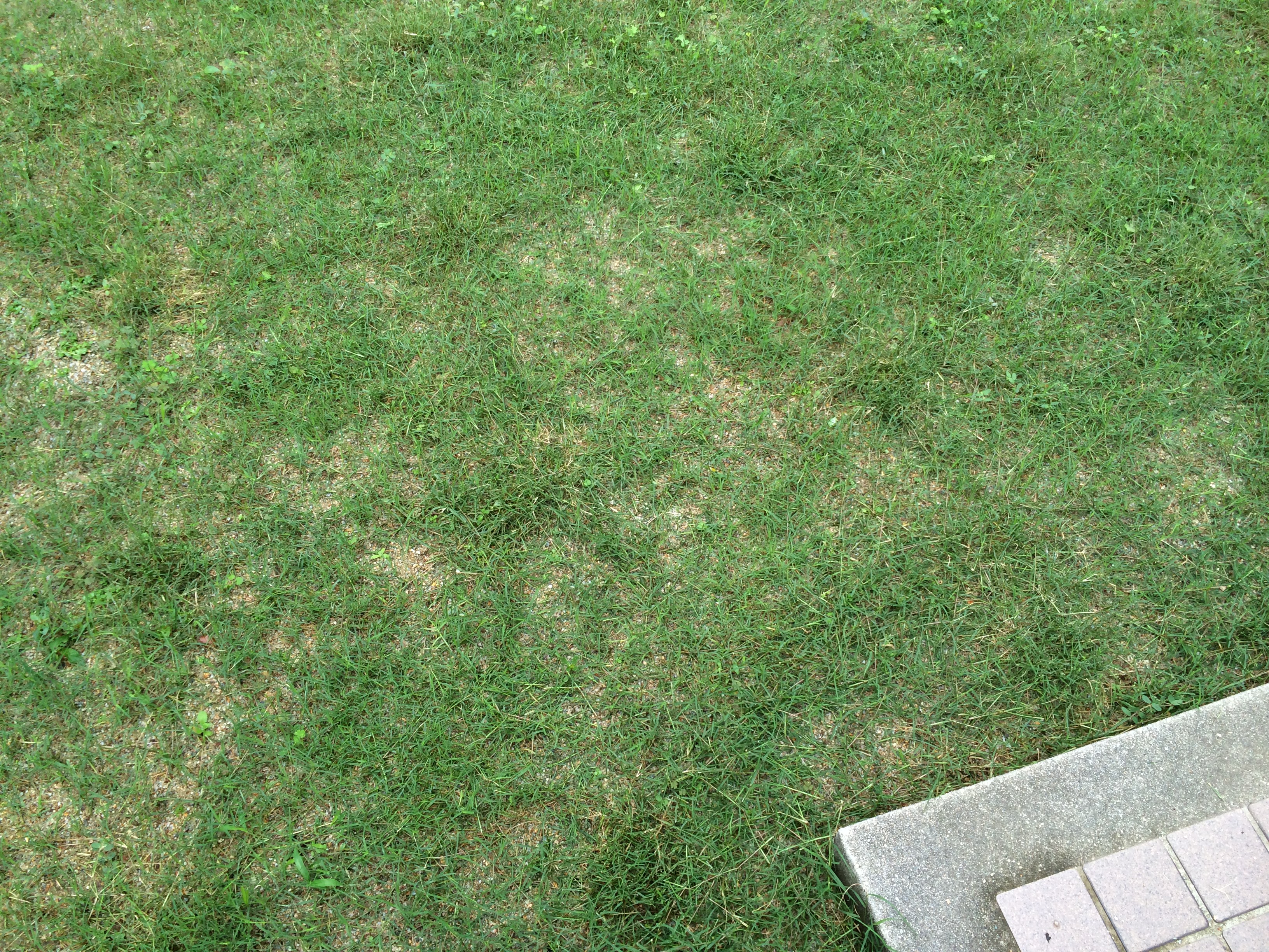 植え付け時期３月下旬９月上旬専用 芝生 ティフトン４１９芝苗 400苗(セルトレー２５穴×16トレー)