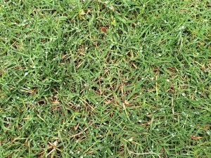 芝生のはてな#1｜ポット苗の芝ティフトン419鳥取方式