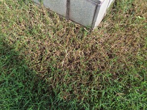 ポット苗の芝ティフトン419の軸刈り