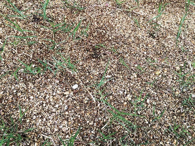 ポット苗の芝ティフトン419　匍匐茎の水耕栽培　植栽後5日目