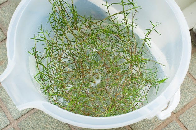 ポット苗の芝ティフトン419　匍匐茎の水耕栽培