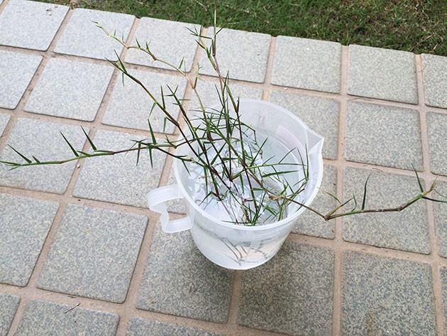 ポット苗の芝ティフトン419　匍匐茎の水耕栽培