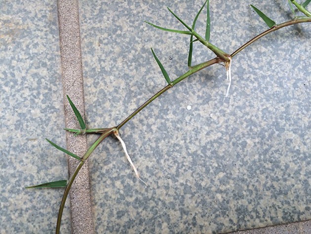 ポット苗の芝ティフトン419　匍匐茎の水耕栽培　2日目