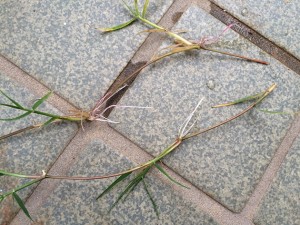 ポット苗の芝ティフトン419　匍匐茎の水耕栽培　3日目