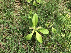 芝専用除草剤シバゲンDFの効果