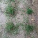 ポット苗の芝ティフトン419　植栽から4週間目